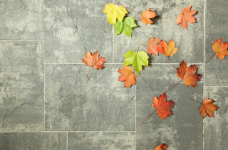 BEST-ALTEZO /6CM  COLORMIX BRILANT